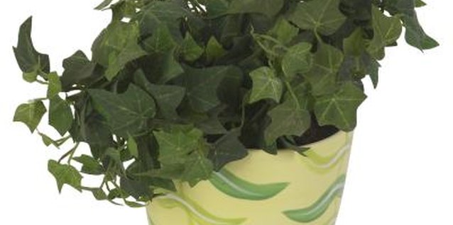 Hemera Technologies/PhotoObjects.net/Getty Images Small-leaved cultivars of ivy are frequently cultivated as houseplants even where they are not hardy.