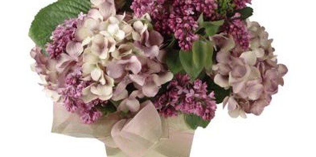Brand X Pictures/Brand X Pictures/Getty Images Potted hydrangeas may bloom again with proper care.