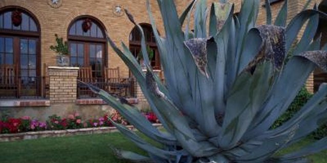 Jupiterimages/Photos.com/Getty Images For safety, agaves need plenty of space around them.