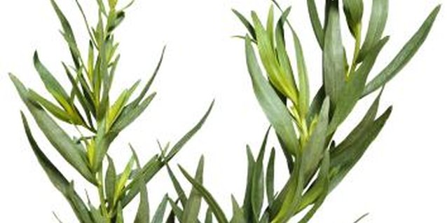 Brand X Pictures/Brand X Pictures/Getty Images Leafy tarragon sprigs are used fresh or dried as a culinary herb.