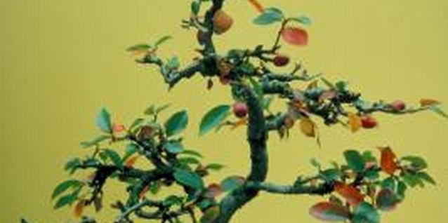 Jupiterimages/Photos.com/Getty Images Dwarf varieties of cotoneaster are often trained as bonsai.