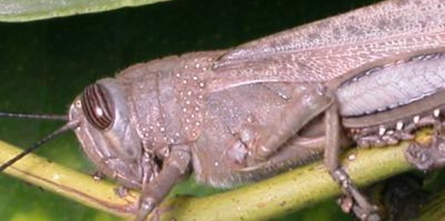 Jupiterimages/Photos.com/Getty Images Grasshoppers do not usually eat tomatoes.