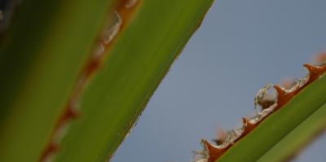 Jupiterimages/Photos.com/Getty Images Saw palmetto is named for its sharp spines that resemble saw teeth.