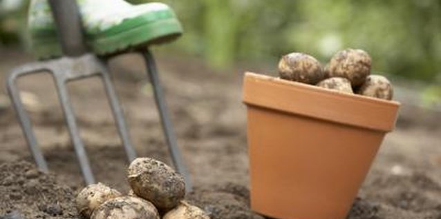 BananaStock/BananaStock/Getty Images Quality seed potatoes lead to a better potato harvest.
