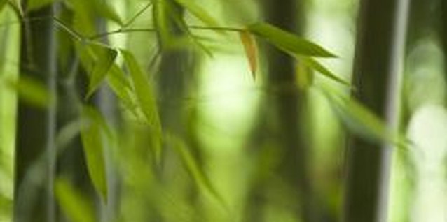 Comstock Images/Comstock/Getty Images When temperatures rise too high, the tips of bamboo leaves may turn a dull brown as a sign of stress.
