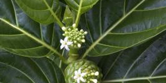 Jupiterimages/Comstock/Getty Images The evergreen noni plant produces fruit all year.