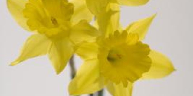 Comstock Images/Comstock/Getty Images Bright yellow daffodils are easy to grow indoors.