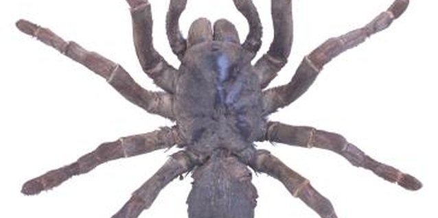 Hemera Technologies/PhotoObjects.net/Getty Images Make spiders and bugs less scary for yoru toddlers.