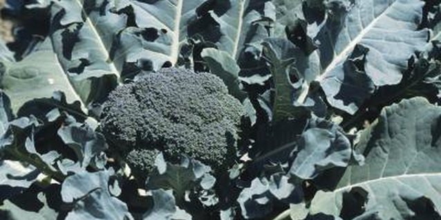 Tom Brakefield/Stockbyte/Getty Images Broccoli can provide shade for lettuce as it grows.