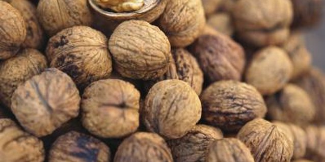 Eising/Photodisc/Getty Images Prevent heavy infestations of codling moths in walnuts by practicing proper sanitation.