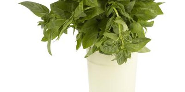 PhotoObjects.net/PhotoObjects.net/Getty Images Fresh basil can make jarred sauce shine.