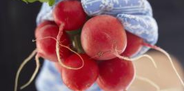 Jupiterimages/Photos.com/Getty Images When properly grown, radishes can thrive.