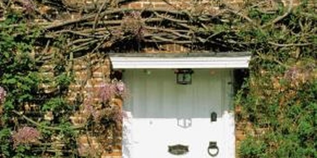 Medioimages/Photodisc/Photodisc/Getty Images Wisteria can outgrow its boundaries quickly.
