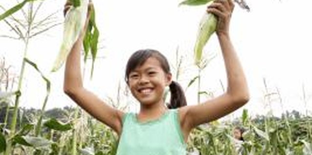Seiya Kawamoto/Lifesize/Getty Images Harvest corn when the ears are filled out and the silk has darkened.