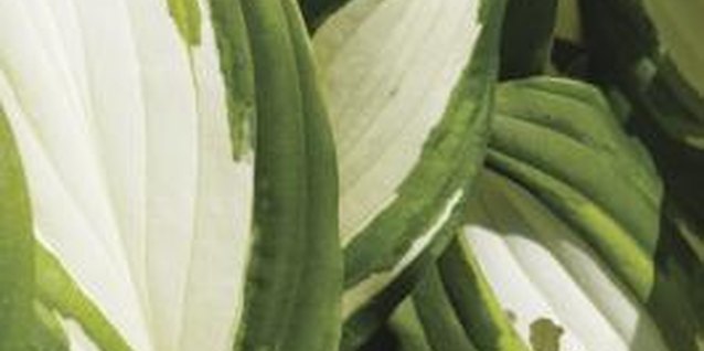 Medioimages/Photodisc/Photodisc/Getty Images Hosta foliage colors range from single to multicolored green, blue-green and white.