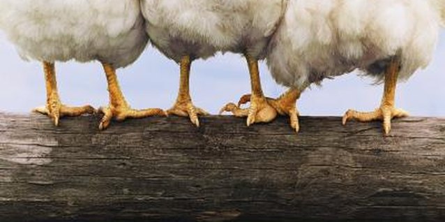 Digital Vision./Digital Vision/Getty Images Use caution when spraying any lawn chemicals near poultry.