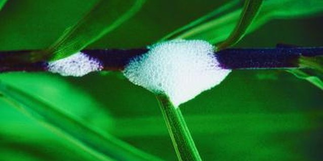Jupiterimages/Photos.com/Getty Images Foamy masses on plants are the protective coverings of young spittlebugs.