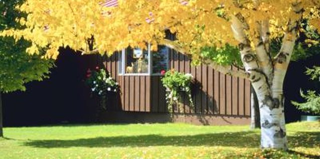 Jupiterimages/Photos.com/Getty Images Protect trees in your yard with sticky barriers.