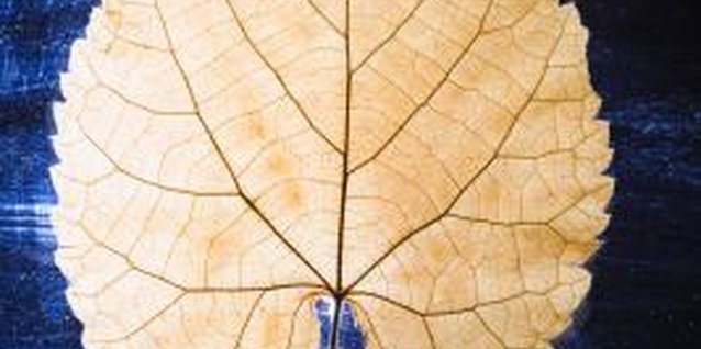 Jupiterimages/Goodshoot/Getty Images A simple leaf is a perfect example of symmetry.