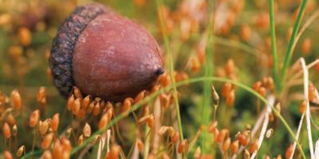 Comstock/Comstock/Getty Images You must leach the tannic acid, or tannins, before eating acorns.