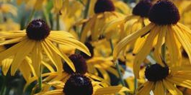 Jupiterimages/Photos.com/Getty Images Coneflowers add a country-look to the landscape.