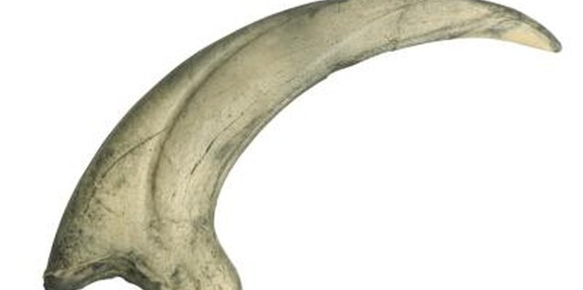 Hemera Technologies/PhotoObjects.net/Getty Images The saber-shaped teeth with a serrated back edge are this mammal's claim to fame.