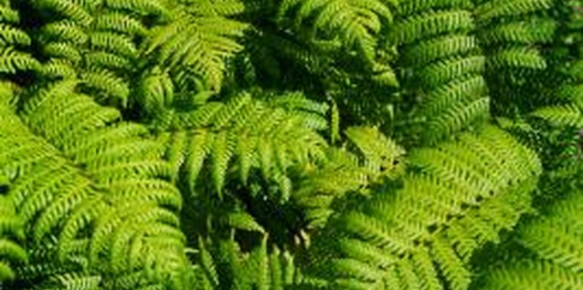 Thinkstock/Comstock/Getty Images Ground cover greens reduce fluctuations in soil temperature.