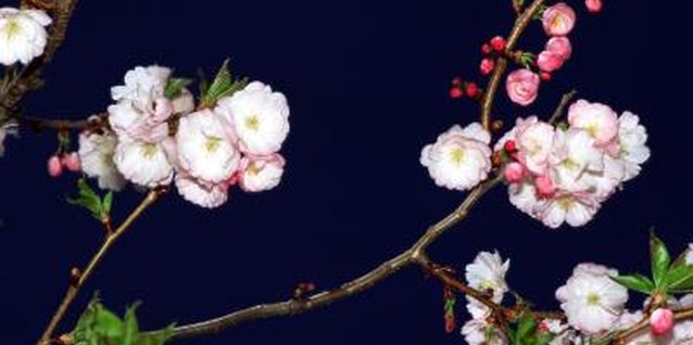 Brand X Pictures/Brand X Pictures/Getty Images Some flowering trees, such as the crabapple, also add fragrance to the garden.