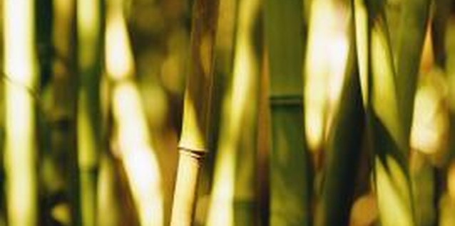 Thinkstock Images/Comstock/Getty Images Bamboo, among the world's fastest growing plants, quickly fills in a space.