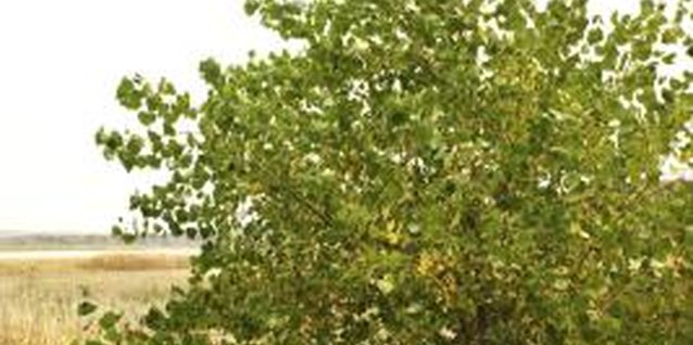 Thinkstock/Comstock/Getty Images Northern catalpas have irregular canopy shapes.