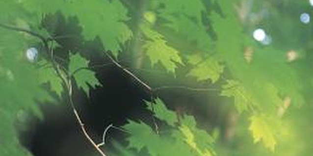 Comstock/Comstock/Getty Images More than 200 species of maples exist.