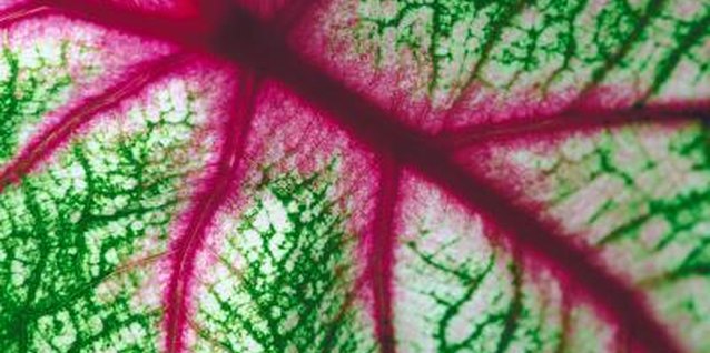 Jupiterimages/Photos.com/Getty Images Caladium leaves are a tasty treat for slugs and snails.