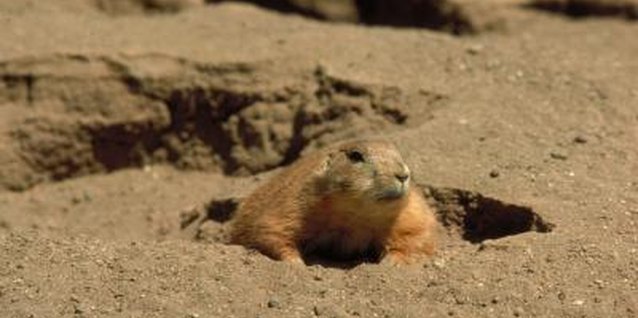 Jupiterimages/Photos.com/Getty Images If the groundhog sees his shadow, there will be six more weeks of winter.