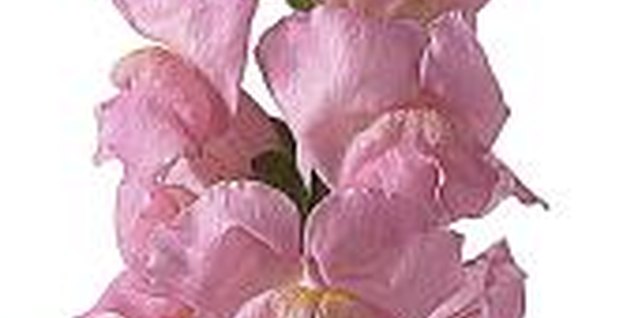 NA/PhotoObjects.net/Getty Images Snapdragons flower most profusely in cooler weather.