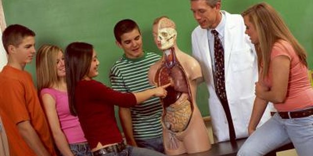 Dynamic Graphics Group/Dynamic Graphics Group/Getty Images Your stomach is located under your heart on the left side of your body.