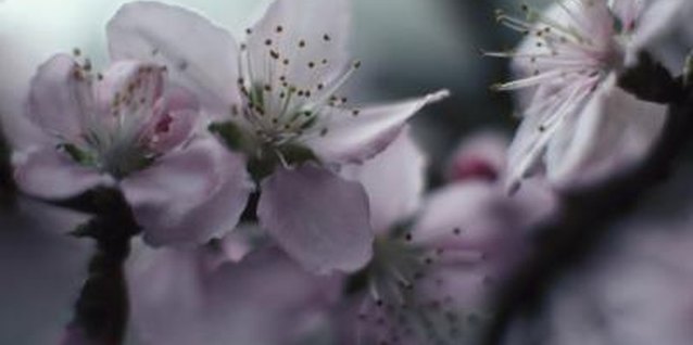 Dynamic Graphics Group/Dynamic Graphics Group/Getty Images A "Louisa" crabapple's flowers developed during the previous year.