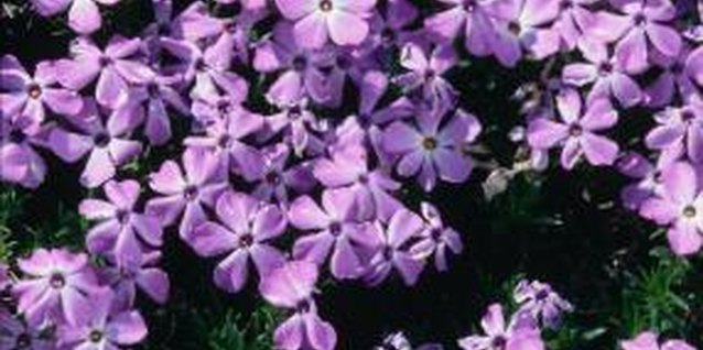 Jupiterimages/Photos.com/Getty Images Creeping phlox looks lovely in containers.