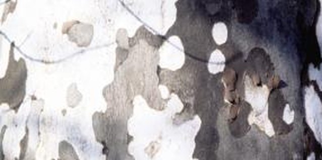 Jupiterimages/Photos.com/Getty Images The mottled bark of the sycamore distinguishes it from other trees.