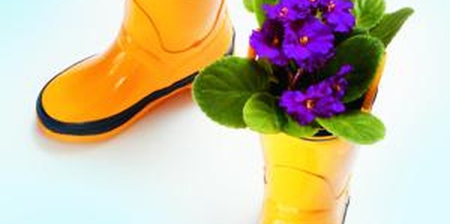 Jupiterimages/liquidlibrary/Getty Images The African violet is an easy-to-grow flowering houseplant.