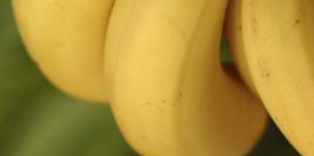Hemera Technologies/AbleStock.com/Getty Images With the right care, bananas can produce fruit in South Carolina.