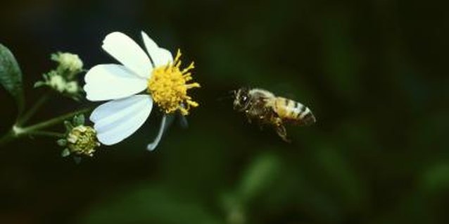 Hemera Technologies/Photos.com/Getty Images Take caution when wishing your honeybees away.
