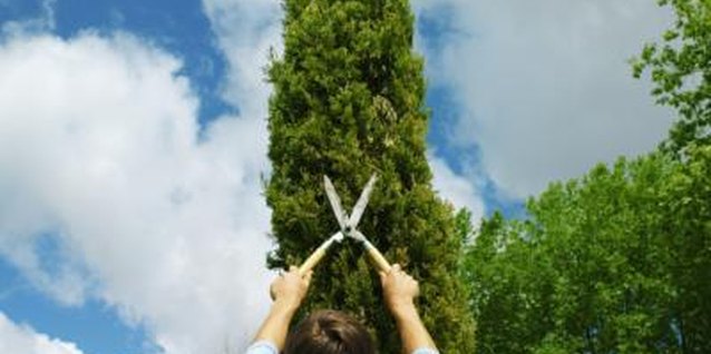 Stockbyte/Stockbyte/Getty Images "Green Giant" hedges require frequent grooming.