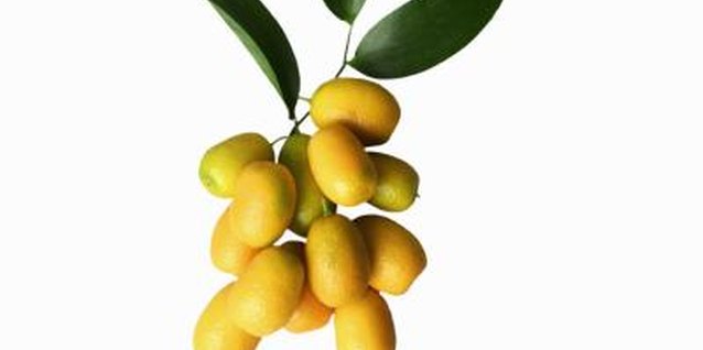 Stockbyte/Stockbyte/Getty Images Kumquats grow in clusters and are sweet-sour in flavor.