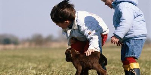 David De Lossy/Photodisc/Getty Images Your preschooler might enjoy contact with a real lamb to understand Jesus' lost sheep parable.