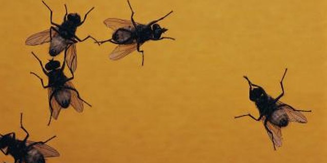 Stockbyte/Stockbyte/Getty Images When flies hatch from eggs, they start out as maggots.