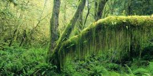 Digital Vision./Digital Vision/Getty Images Capture the green, leafy look of the rain forest for a jungle-themed hallway.