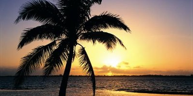 Digital Vision./Digital Vision/Getty Images Queen palms are known for their graceful, open tops.