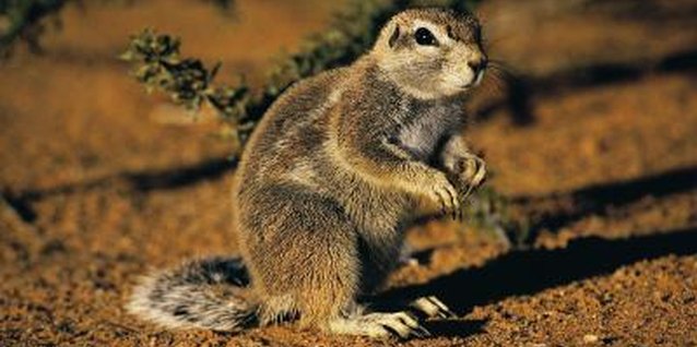 Stockbyte/Stockbyte/Getty Images Small rodents can quickly destroy a garden.