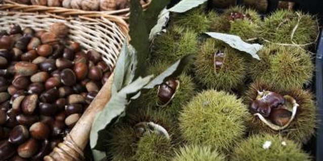 Michael Blann/Photodisc/Getty Images The husks of chestnuts dry to a brown color and are easy to remove when they are ripe.