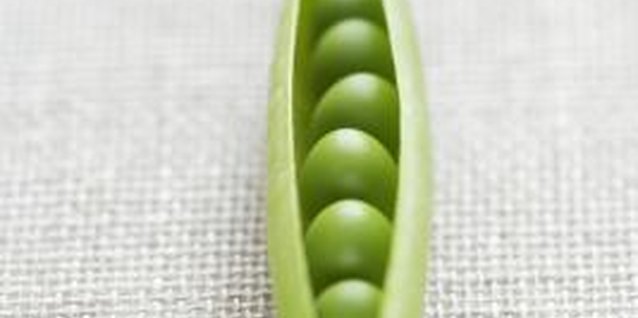 Martin Poole/Digital Vision/Getty Images Pea vines are an appropriate choice in shady situations.